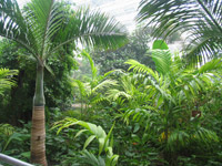 ����Ԣ֦���~ï�ļ��紺